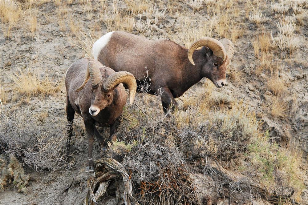 Yellowstone National Park Tenzing Travel Journeys That Last